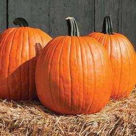 Farm.hand.seeds Jack O' Lantern Pumpkin