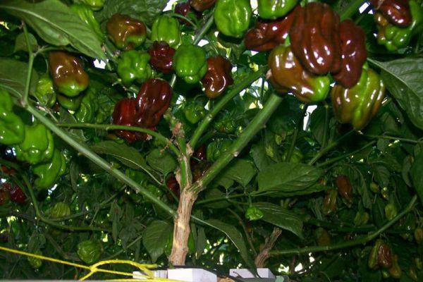 Farm.hand.seeds Chocolate Habanero Hot Pepper