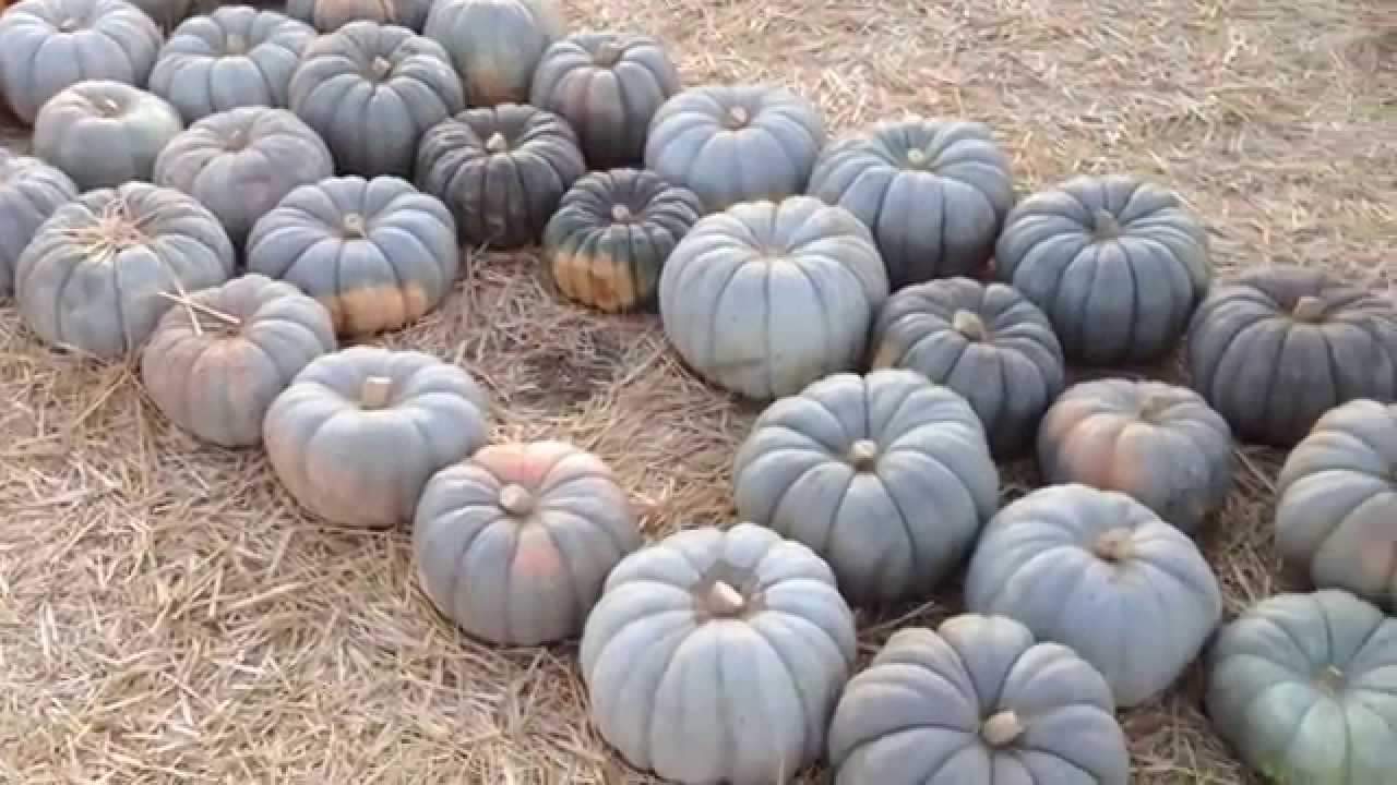 Farm.hand.seeds Jarrahdale Pumpkin