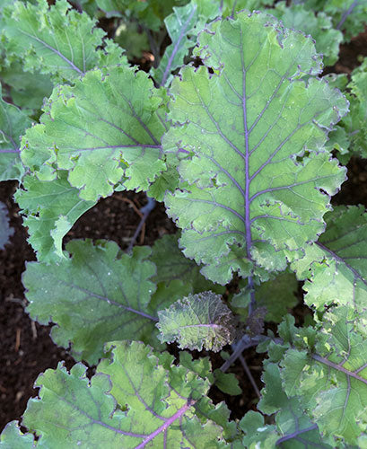Farm.hand.seeds Heirloom Scarlet Kale