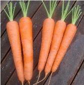 Farm.hand.seeds Kuroda Long Carrot