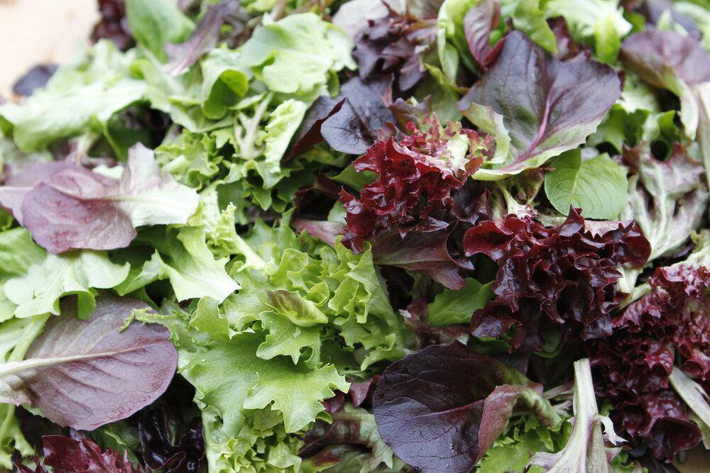 Farm.hand.seeds Gourmet Lettuce Mix