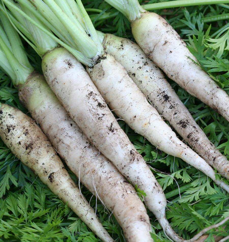 Farm Hand Seeds Lunar White Carrot