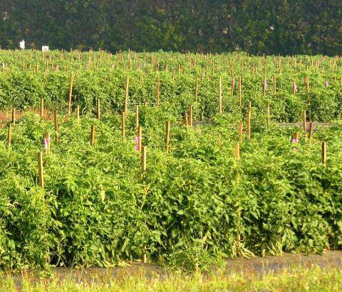 Farm.hand.seeds Pink Plume Celery