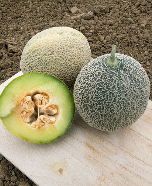 Farm.hand.seeds Nutmeg melon