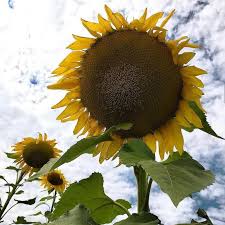 farm hand seeds Mammoth Sunflower
