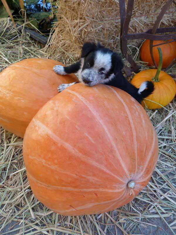 Farm.hand.seeds Mammoth Gold Pumpkin