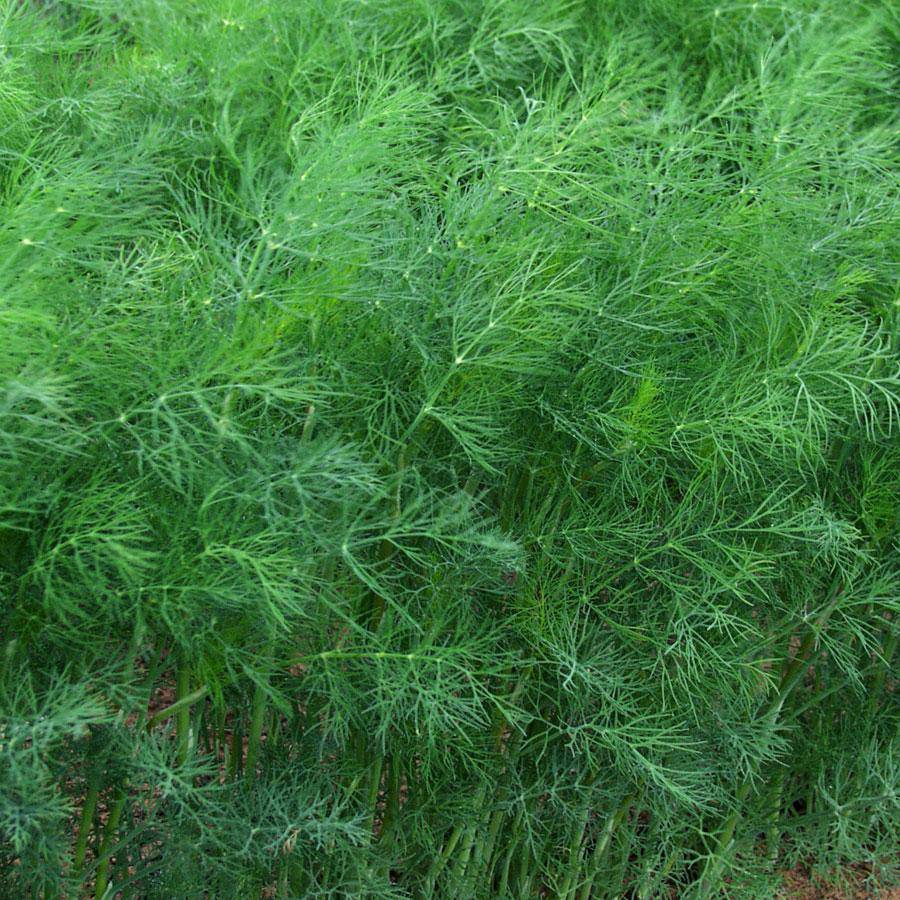 Farm.hand.seeds Mammoth Long Island Dill