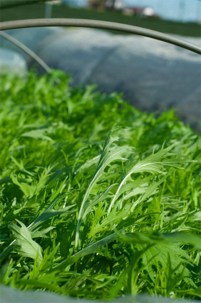 farm hand seeds Mizuna Mustard Spinach