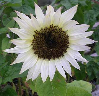 Farm.hand.seeds Moonshadow sunflower