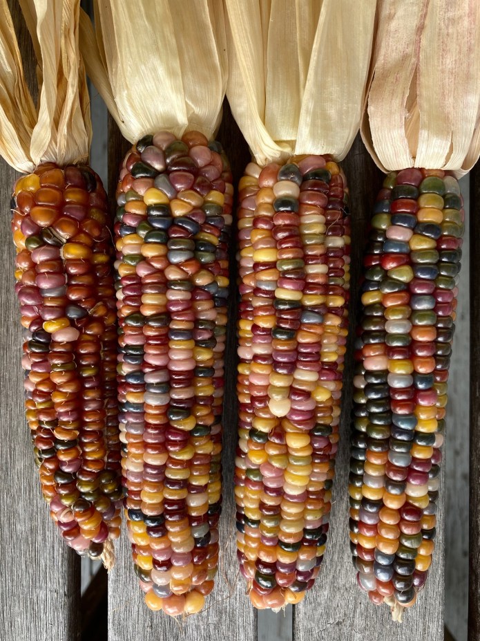 Farm.hand.seeds Earth tones dent corn