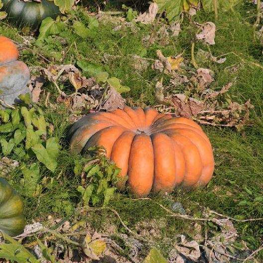 farm hand seeds Musquee De Provence