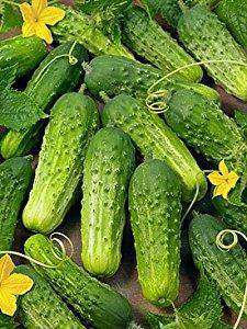 Farm.hand.seeds National Pickling Cucumber