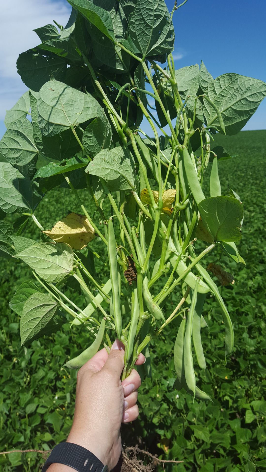 Farm.hand.seeds Great northern beans
