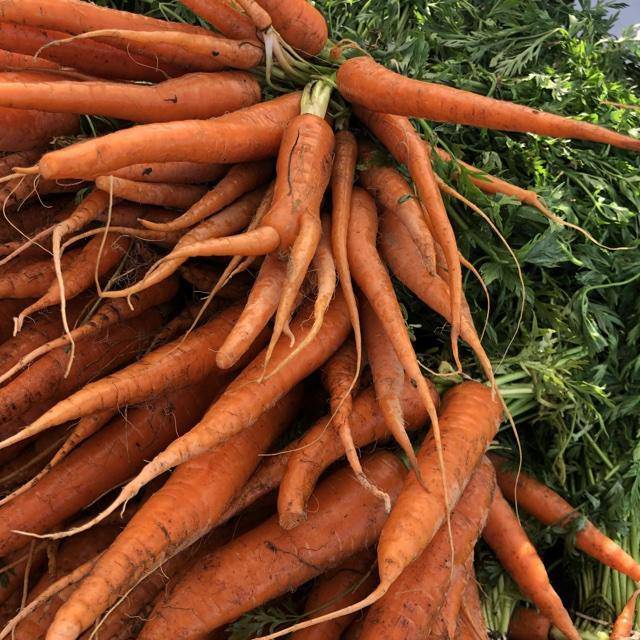 Farm.hand.seeds Nettles
