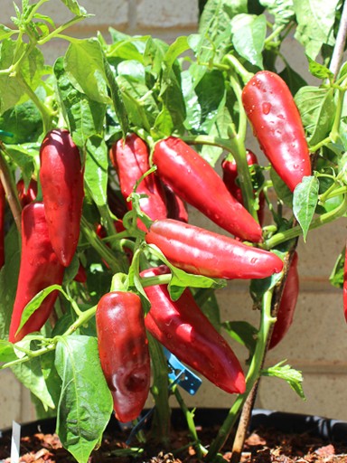 Farm.hand.seeds Nu mex joe parker pepper