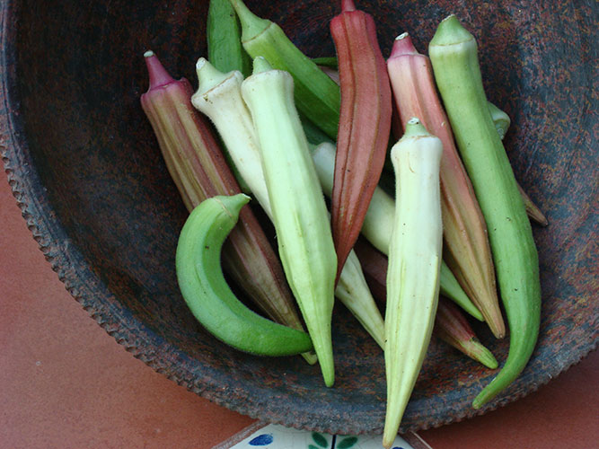 farm hand seeds Rainbow fiesta okra