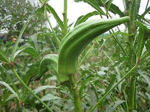 Farm.hand.seeds Cow Horn Okra