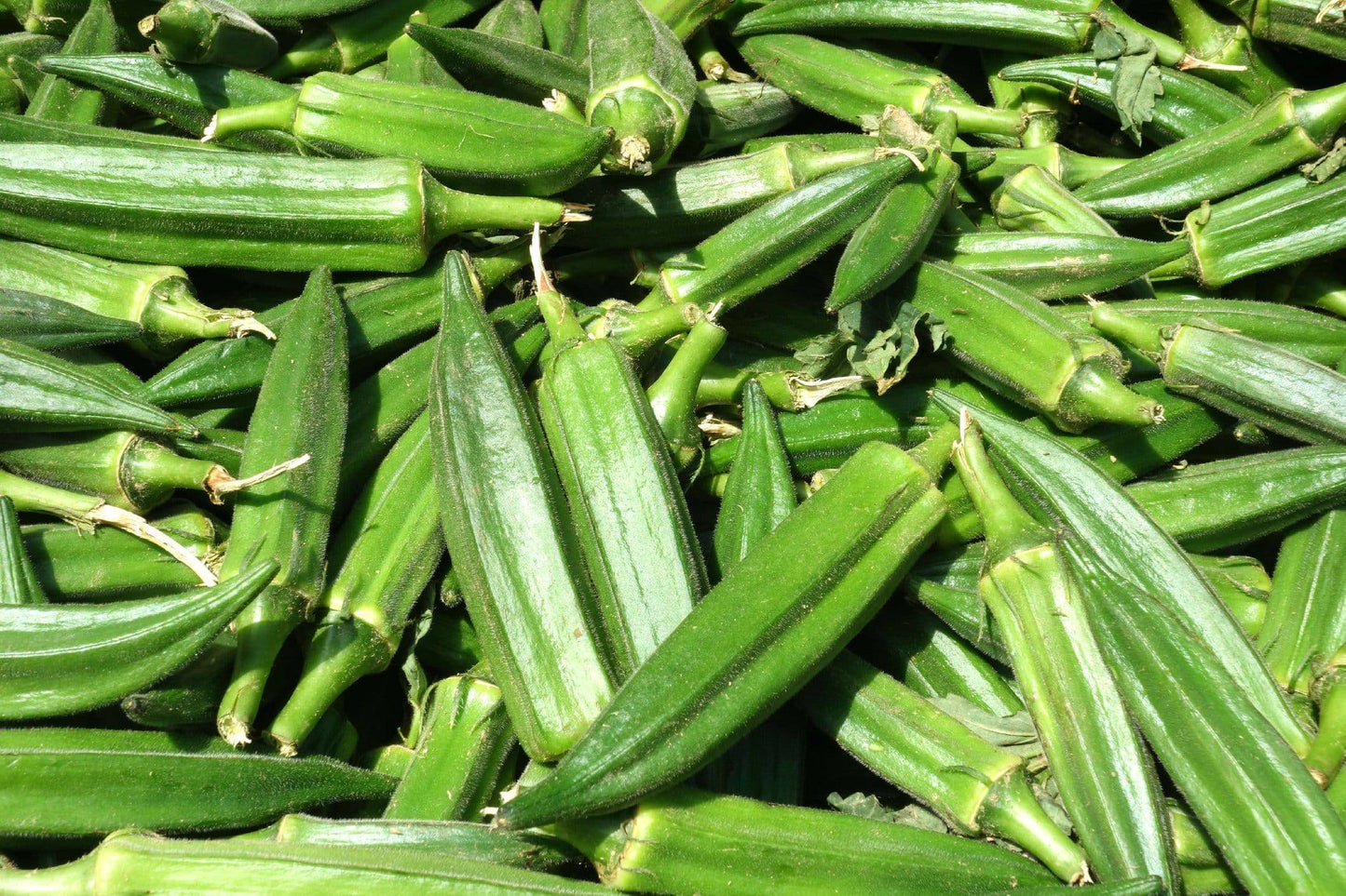 Farm.hand.seeds Jade Okra