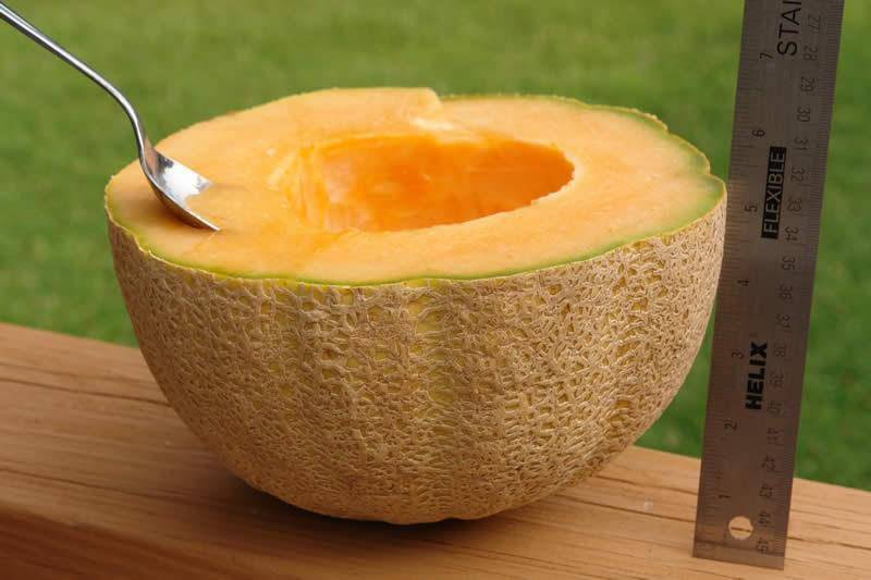 Farm.hand.seeds Orange Melon