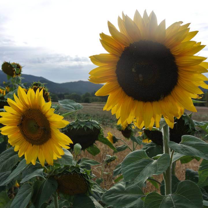 Farm.hand.seeds Black Hungerian sunflower