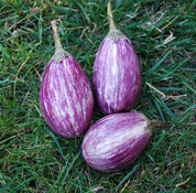 Farm.hand.seeds Pandora striped eggplant