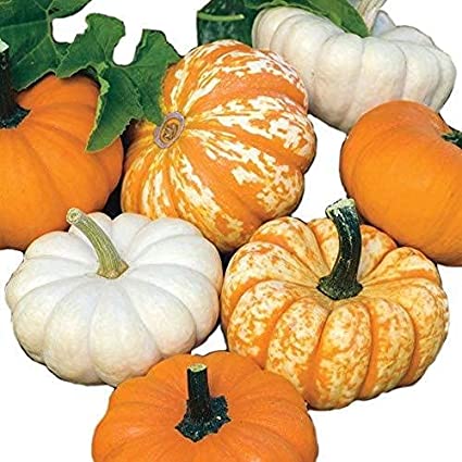 Farm.hand.seeds Mini pumpkin mix pack