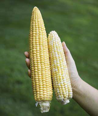 Farm.hand.seeds Peaches and Cream