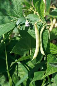 Farm.hand.seeds Navy bean seeds