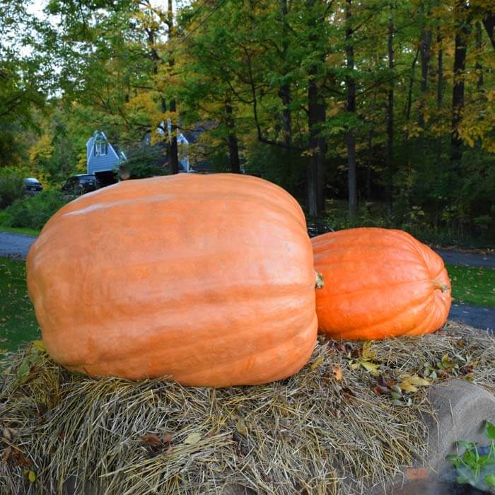 farm hand seeds Giant atlantic Show pumpkin