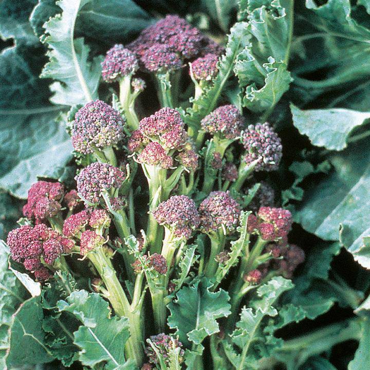 Farm.hand.seeds Early Purple Sprouting Broccoli