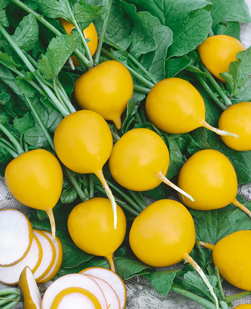 Farm Hand Seeds Golden hellos radish