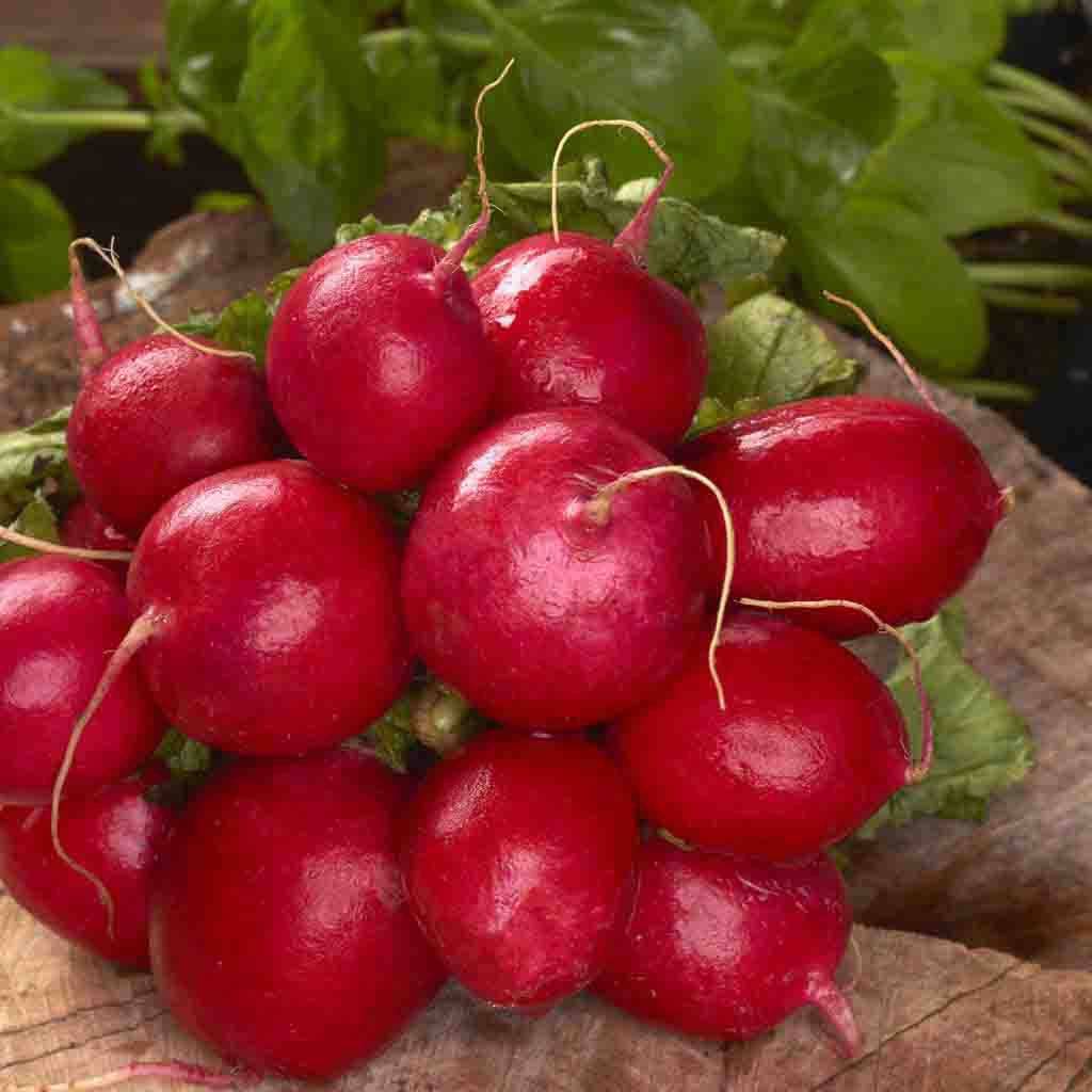 Farm.hand.seeds Cherry Belle Radish