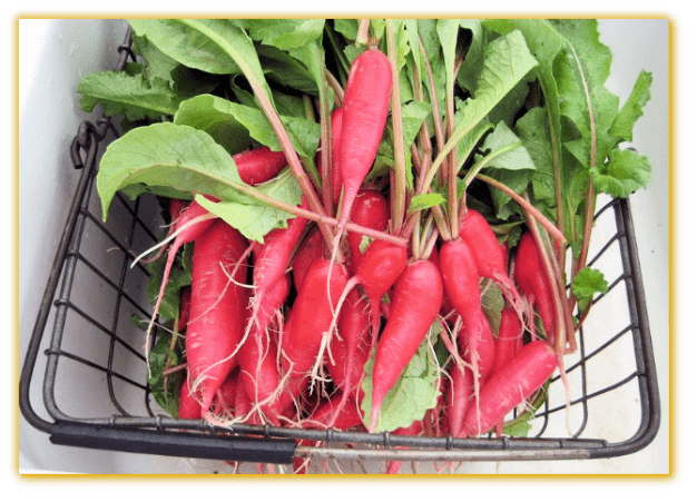 Farm.hand.seeds Red bartender radish