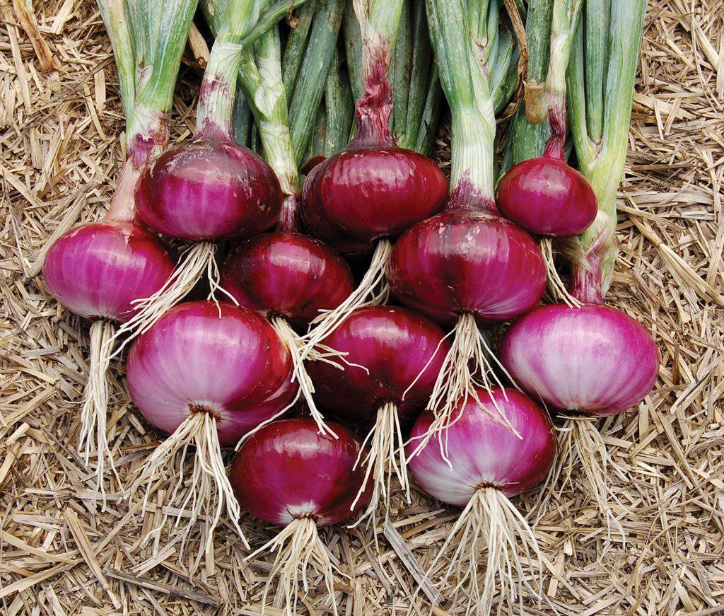 Farm.hand.seeds Red Burgundy Onion