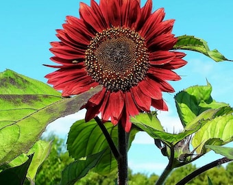 Farm.hand.seeds Red sun sunflower