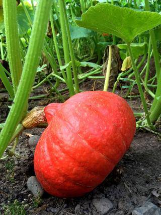 Farm Hand Seeds Red Kuri