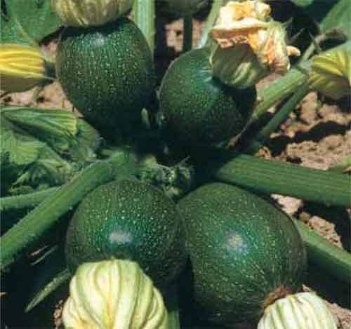 Farm.hand.seeds Round Green