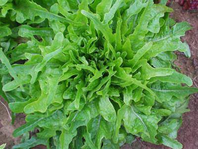 Farm.hand.seeds Oak Leaf Lettuce