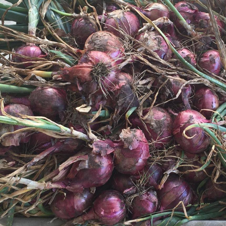 Farm.hand.seeds Red Grano Short Day Onion