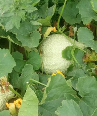Farm.hand.seeds White hubbard squash