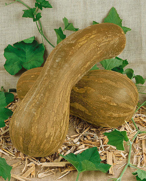 Farm.hand.seeds Lungo di napoli