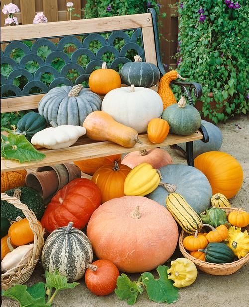 Farm.hand.seeds Winter squash mix