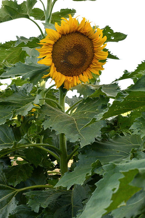 Farm.hand.seeds Incredible dwarf sunflower