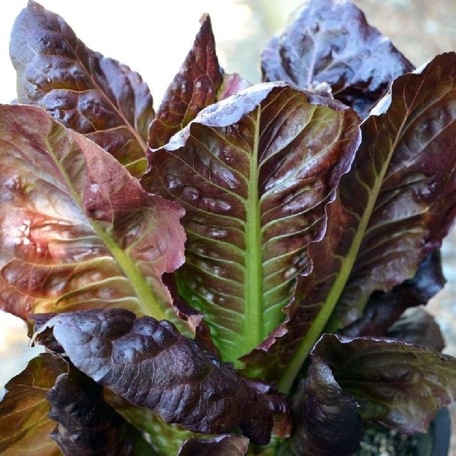 Farm.hand.seeds Rouge d'Hiver Romaine