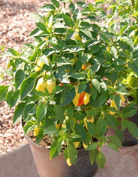 Farm.hand.seeds Santa fe grande pepper