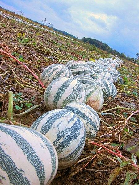 Farm Hand Seeds Silver Edges