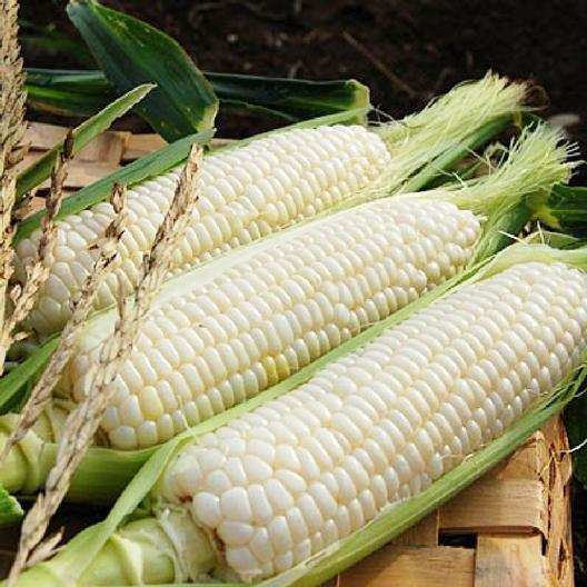 Farm.hand.seeds Silver Queen White Sweet Corn