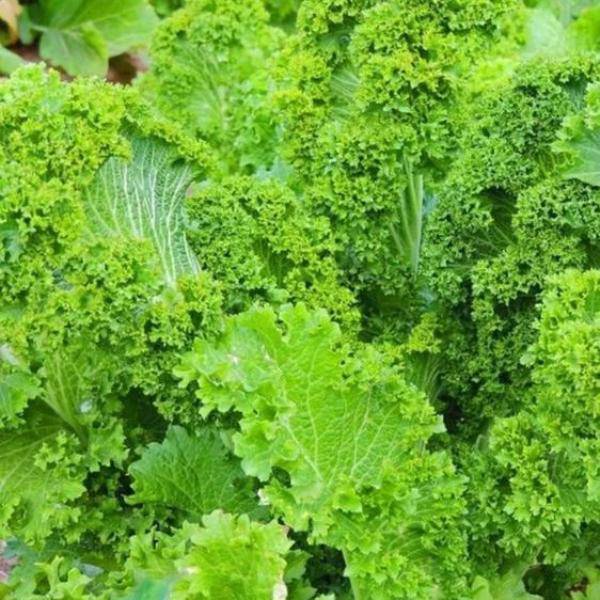 Farm.hand.seeds Giant Southern Curled Mustard Green
