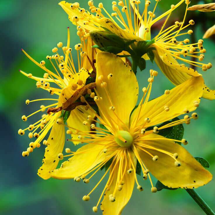 Farm.hand.seeds Saint John's Wort